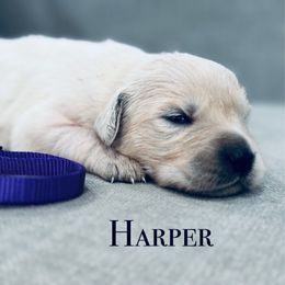 Dulci girl 3 - Light golden female Golden Retriever puppy in Niles, Michigan from Composer Goldens