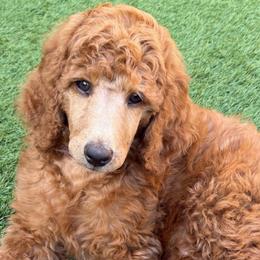 Melissa's Boy - Red  male Poodle puppy in Vancleave, Mississippi from Royal Dixie Standard Poodles