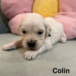 Colin - Light golden male Golden Retriever puppy in Conroe, Texas from Tails of Cypress