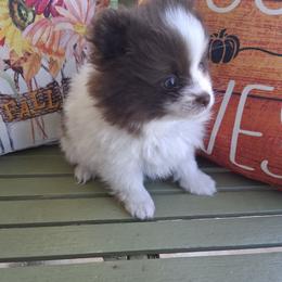 Tango - Chocolate parti male Pomeranian puppy in Gaffney, South Carolina from Battlefield Kennels