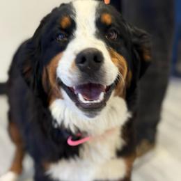 Dak - Bernese Mountain Dog