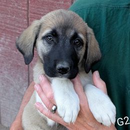 Girl-2 - Brown female Anatolian Pyrenees puppy in Marysville, Ohio from Brotherton Family Farms