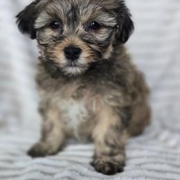 Havanese puppies from Havanese Havaton Pups