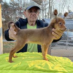 Boy 2 - Xoloitzcuintli puppy in Ramseur, North Carolina from Blanch-O Kennels