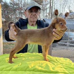 Boy 2 - Xoloitzcuintli puppy in Ramseur, North Carolina from Blanch-O Kennels