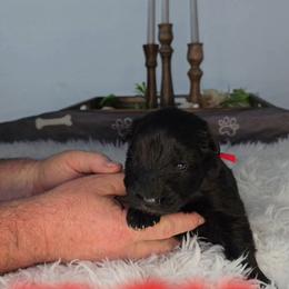 Red female - Black female German Shepherd puppy in Clinton, Arkansas from 501 Shepherds