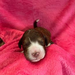 Bernedoodle and Labradoodle Puppies from Huser Doodle