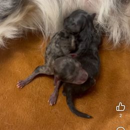 Female 1 - Blue merle male Aussiedoodle puppy in Martin County, Florida from Biggie Ranch