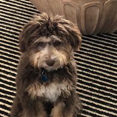 Bordoodle and Poodle All Grown Up from 5 Cent Canine Co.