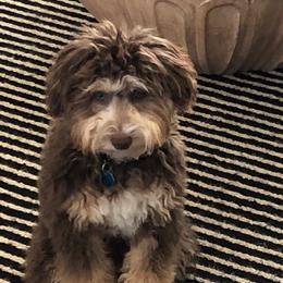 Bordoodle and Poodle All Grown Up from 5 Cent Canine Co.