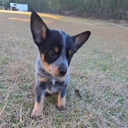 Dino - Blue male Australian Cattle Dog puppy in Laurinburg, North Carolina from Fun Size Heelers