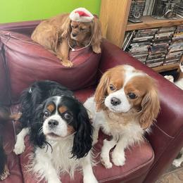 Cavalier King Charles Spaniel Puppies from Herrmann’s Royal Court of Cavalier King Charles Spaniel