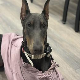 Seelie - Blue and rust female Doberman Pinscher puppy in Leslie, Arkansas from Shakarri Irish Setters