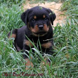 Rottweiler Puppies from C&C Royal Rottweilers