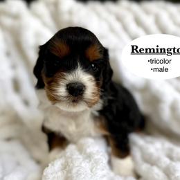Remington - Tri-color male Bernedoodle puppy in Jackson, Mississippi from T.M. Poodles & Doodles