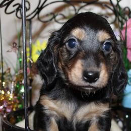 Boy 2 - Black and cream female Dachshund puppy in Craig, Colorado from Rocky Mountain Shih Tzus and Dry Creek Miniature Dachshunds