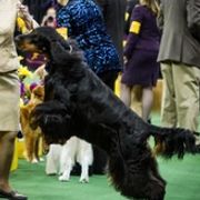 Gordon Setters from Mary Ann's Gordon Setters