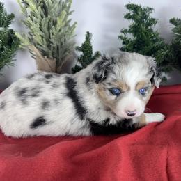 Cookie dough - female Miniature Australian Shepherd puppy in Reidsville, North Carolina from Cherry Grove Kennel