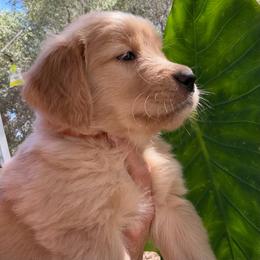 Boy 1 Paul - Light golden male Golden Retriever puppy in Sacramento Area, California from Gold Country Golden Retrievers