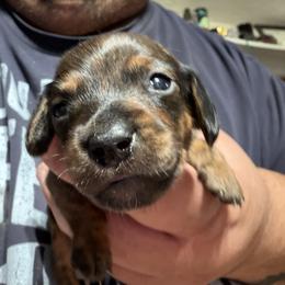 Dachshund Puppies from Witchy Woman’s Wiener’s