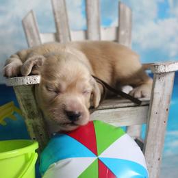 Brown collar (Theodor) - Cream male Dachshund puppy in Pace, Florida from Shoebox Doxie’s