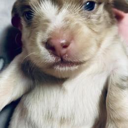 Dachshund Puppies from Meldox