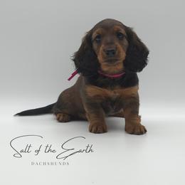 Dark Pink Collar ON HOLD - Red female Dachshund puppy in Zebulon, North Carolina from Salt of the Earth Dachshunds