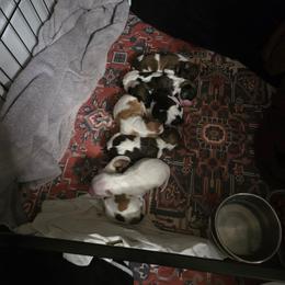 Havanese Puppies from Melissa Adams