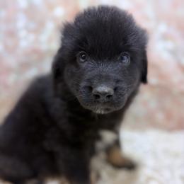 Koda - Black Collar - Black male Australian Shepherd puppy in San Marcos, California from Faith Family Freedom Farm