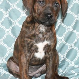 Ruth - Red Catahoula Leopard Dog puppy in Potsdam, New York from Spot On Catahoula Leopard Dogs