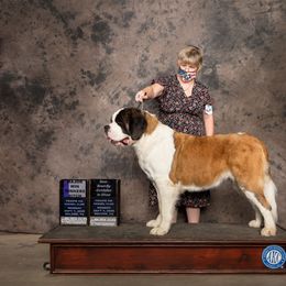 Saint Bernard Puppies from Dementhon Saint Bernards