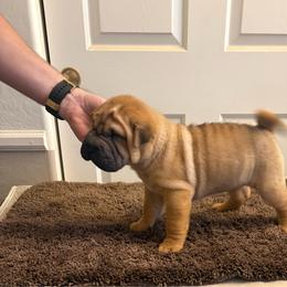 Puppy 2 - Red fawn female Chinese Shar-Pei puppy in Cave Creek, Arizona from Center Stage Shar-pei