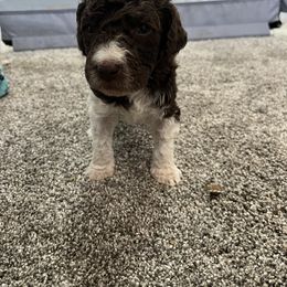 Aussiedoodle and Poodle Puppies from Covington Acres