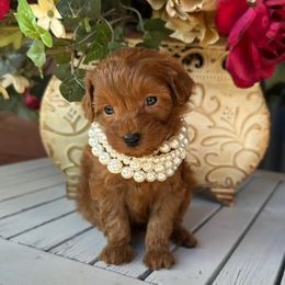 FeFe - Red female Maltipoo puppy in Okc, Oklahoma from Diva’s Designer Dogs