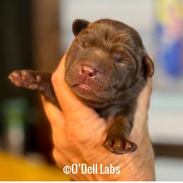 Ozzy - Chocolate male Labrador Retriever puppy in Sullivan, Missouri from O’Dell Labs