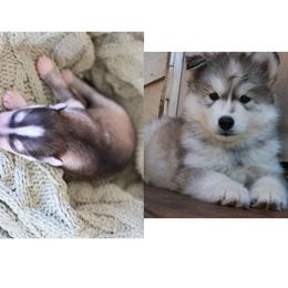 Siberian Husky Puppies from Hill Top Huskies