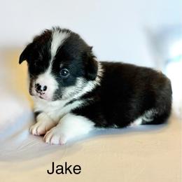 Jake - Black and tan male Pembroke Welsh Corgi puppy in Creston, Iowa from GSF Pembroke Welsh Corgis
