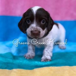 Corduroy - Piebald male Dachshund puppy in Jena, Louisiana from Greens Creek Kennel