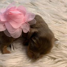 Dachshund Puppies from Sugar Creek Mini Doxies