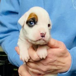 Orange - White male Boxer puppy in Oregon, Pennsylvania from Schaible's Boxer Huddle