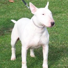 Bull Terriers and Rottweilers from Shirley Werner's Rottweilers & Bull Terriers