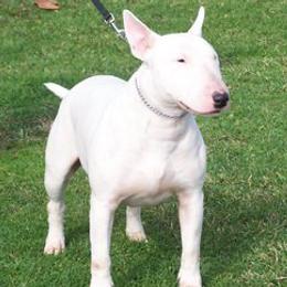Bull Terriers and Rottweilers from Shirley Werner's Rottweilers & Bull Terriers