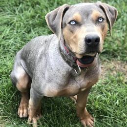 Catahoula Leopard Dogs from North Country Catahoulas