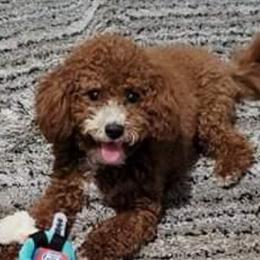 Marley - Goldendoodle