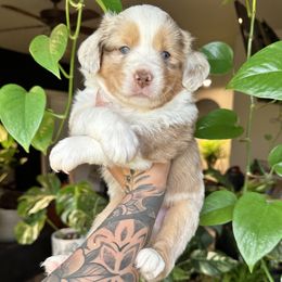 Miniature American Shepherd and Miniature Australian Shepherd Puppies from Whiskeytown Aussies