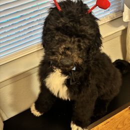 Sheepadoodle All Grown Up from Clevenger’s Sheepadoodle Fur Baby Farm