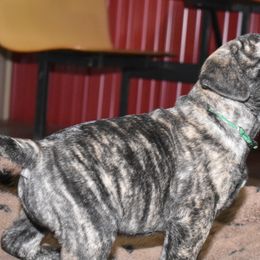 Bullmastiff Puppies from Happy Tails Bullmastiffs