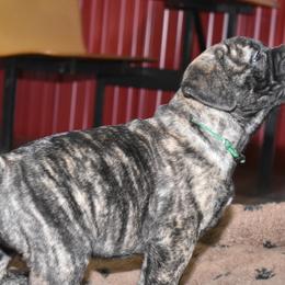 Bullmastiff Puppies from Happy Tails Bullmastiffs