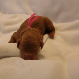 Girl 2 - Red  female Goldendoodle puppy in Seattle, Washington from Dream Lake Doodles
