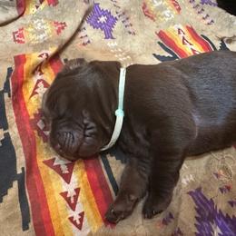 Ghirardelli - Chocolate female Labrador Retriever puppy in Bandera, Texas from The Sugar & Spice Ranch Labrador Retrievers